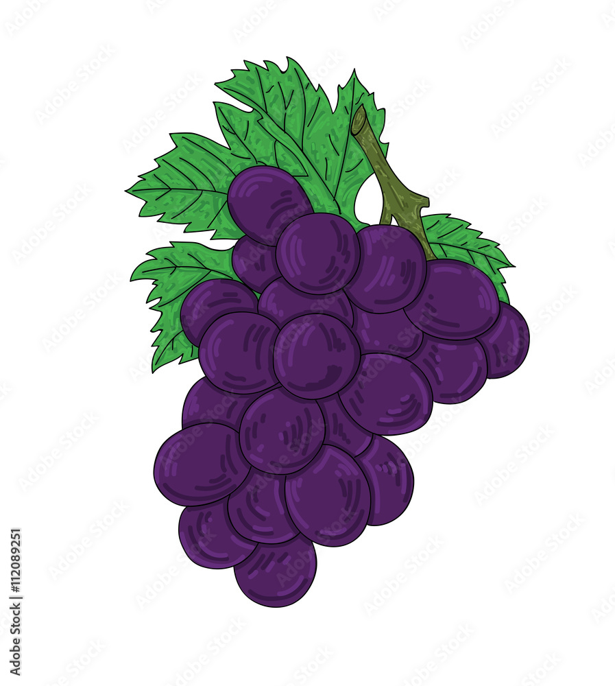 Fototapeta premium Vector art fresh grape on white background.