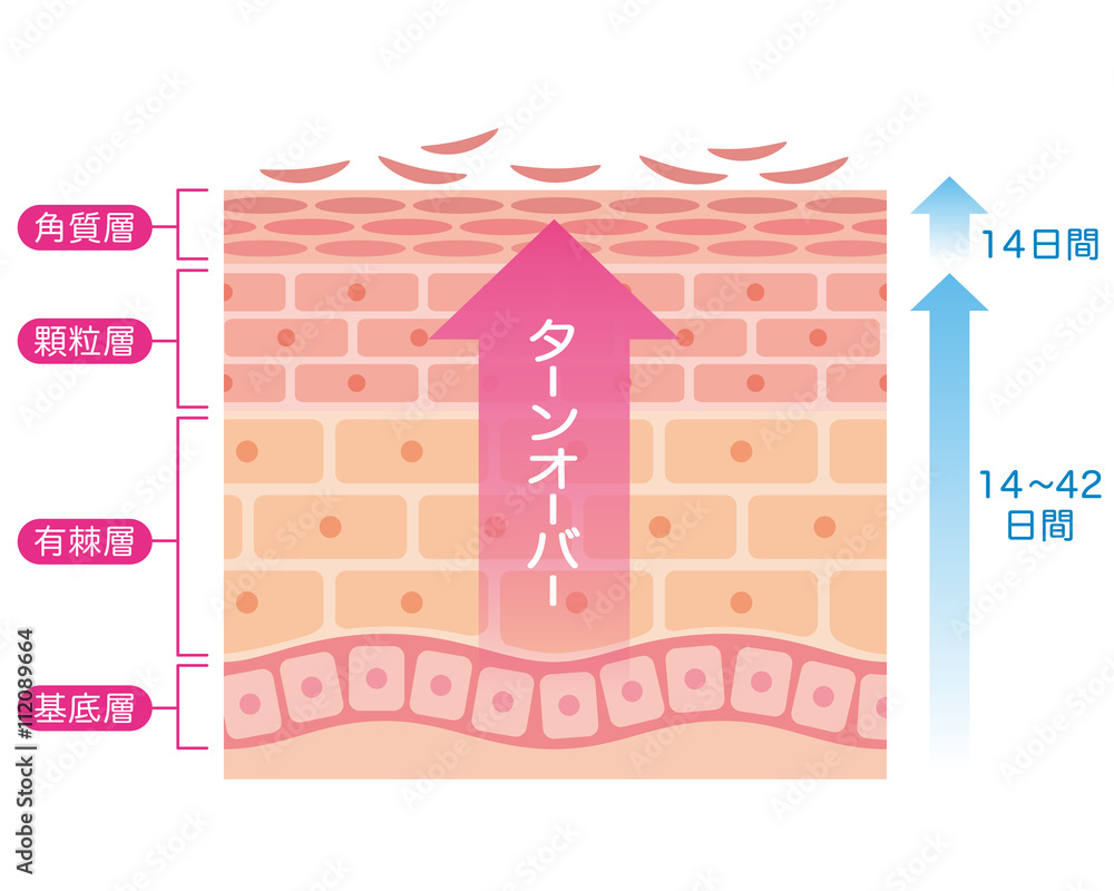 肌のターンオーバー 断面図 Stock イラスト Adobe Stock