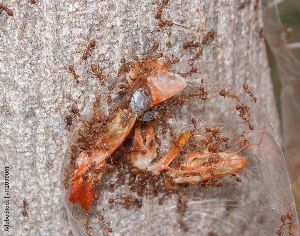 Ant to taken shrimp shell as food Ant to taken shrimp shell as food