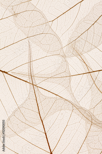 Leaves texture © Maksim Shebeko