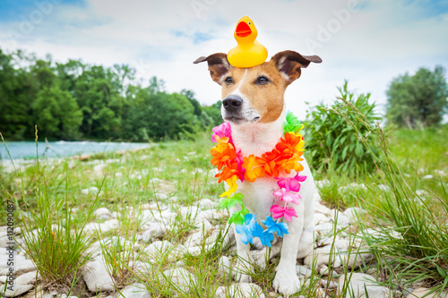 dog  summer holidays © Javier brosch
