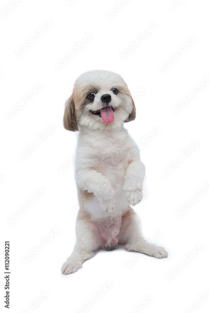 shih tzu dog isolated on a white background. shih tzu dog isolated on a white background.