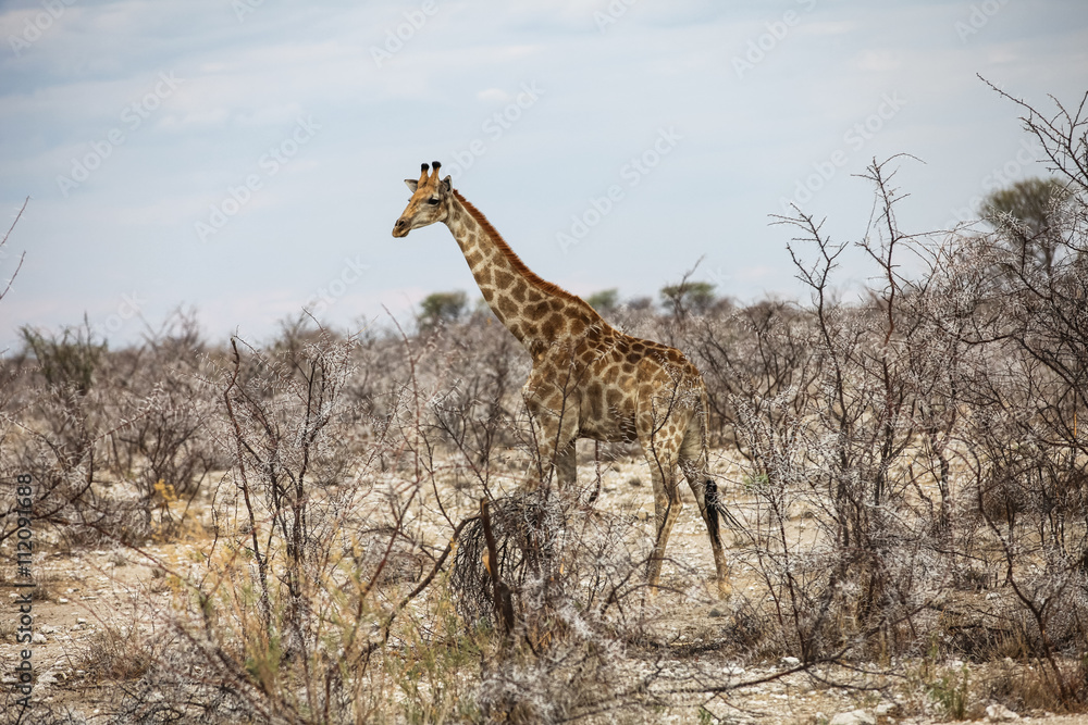 Fototapeta premium Animals' wildlife in Namibia, Africa