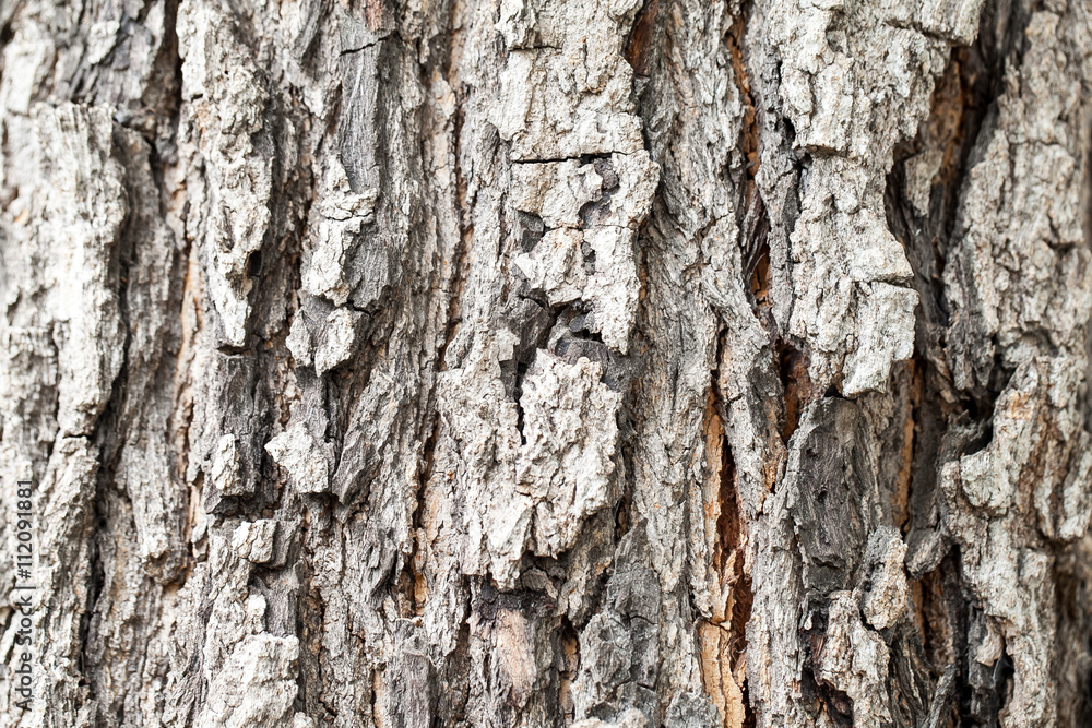 tree texture tree texture