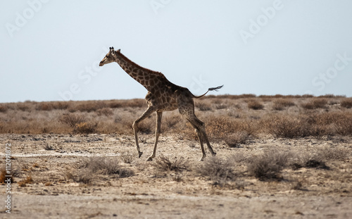 Animals  wildlife in Namibia  Africa