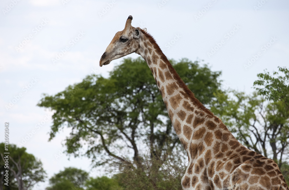 animals' wildlife in Namibia, Africa animals' wildlife in Namibia, Africa