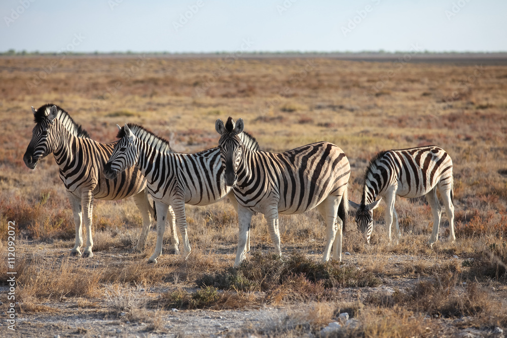 Obraz premium animals' wildlife in Namibia, Africa