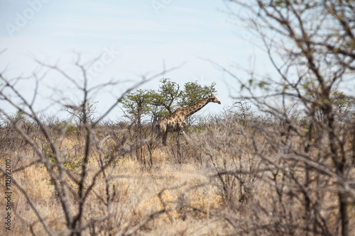 animals' wildlife in Namibia, Africa © akoppo1