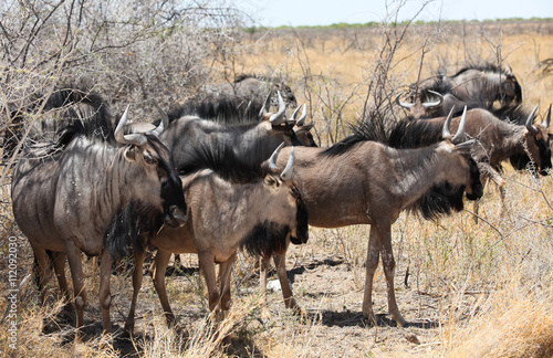 Fototapeta Naklejka Na Ścianę i Meble -  animals' wildlife in Namibia, Africa
