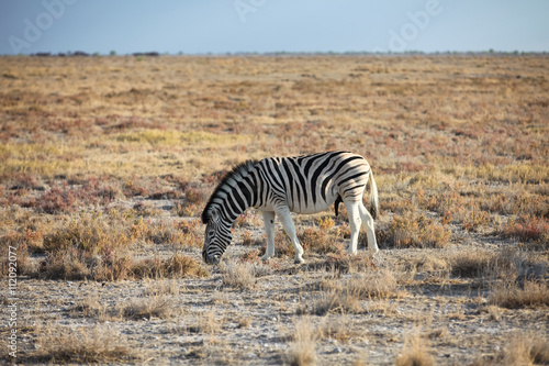 animals  wildlife in Namibia  Africa