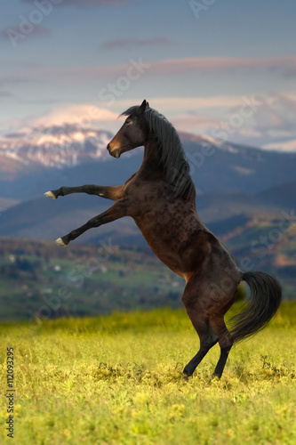 Bay stallion rearing up against mountain landscape