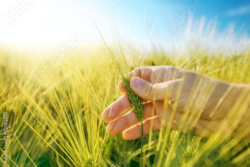 Farmer's hand in barley plantation field photo