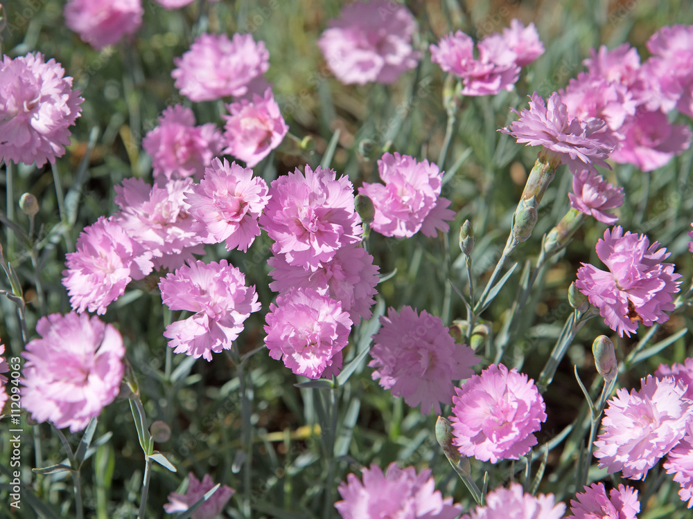 Nelken, Grasnelken, pink