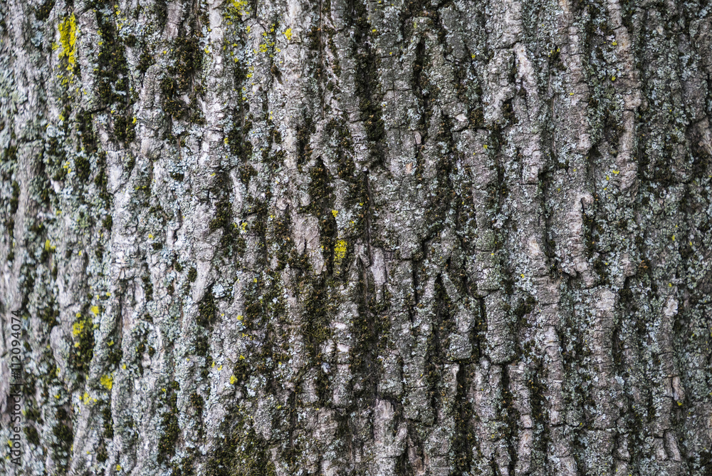 Detail of tree bark texture for background Detail of tree bark texture for background