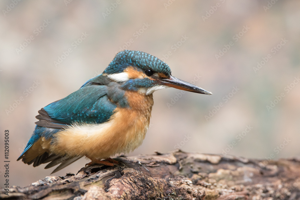 Obraz premium Eisvogel