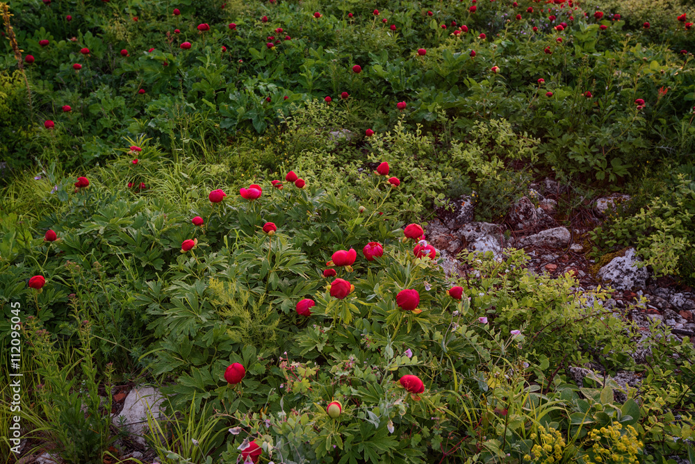 Field of wild peonies at National Archaeological Reserve Yailata, Bulgaria