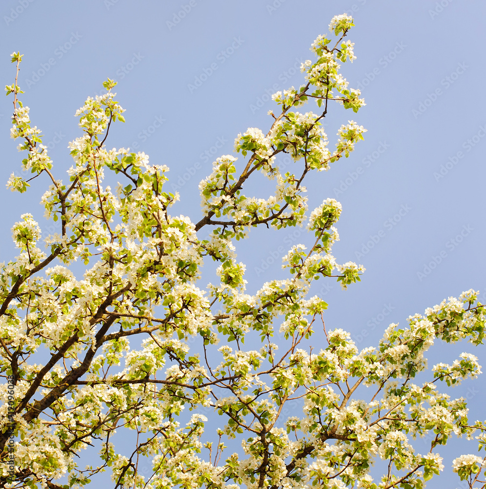 Blooming apple tree in spring time. Blooming apple tree in spring time.