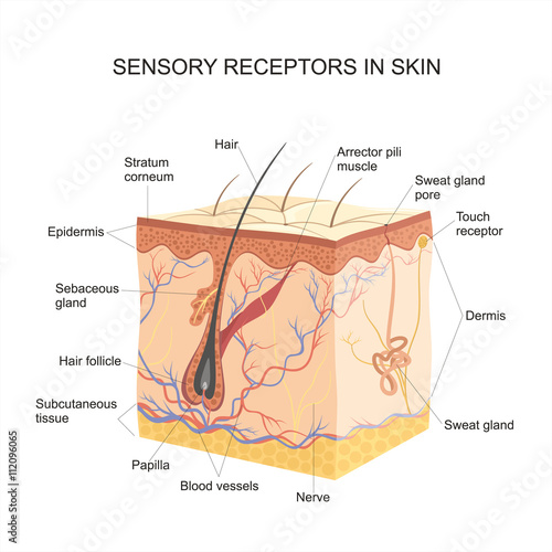 Sensory receptors In skin