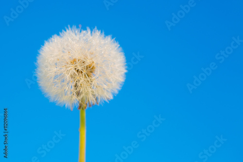 Dandelion abstract blue background.