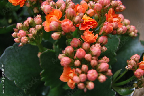 Fotografia Flammendes Käthchen (Kalanchoe blossfeldiana)