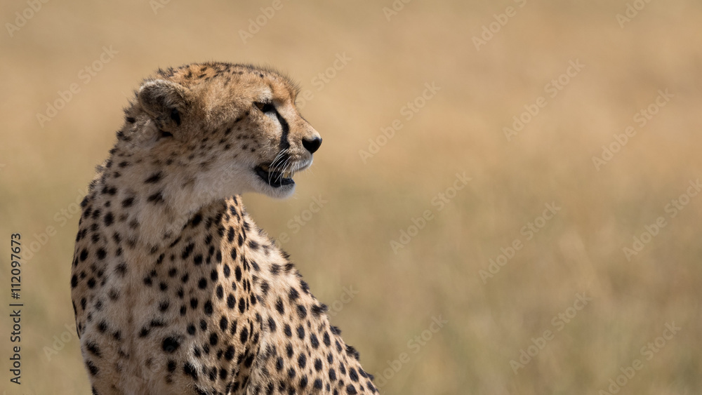 Cheetah head shot with golden grassland in the background. Taken in the Masai Mara Kenya. Cheetah head shot with golden grassland in the background. Taken in the Masai Mara Kenya.
