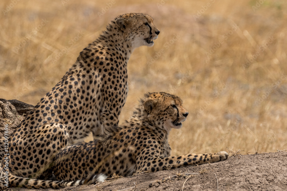 Cheetah mother and cub watching for prey. Taken in the Masai Mara Kenya. Cheetah mother and cub watching for prey. Taken in the Masai Mara Kenya.