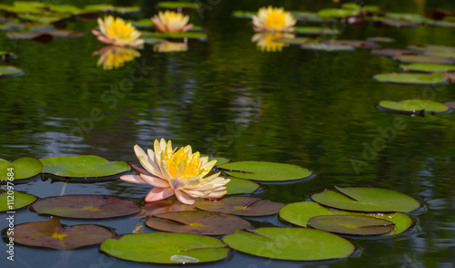 Beauty water lilly flower