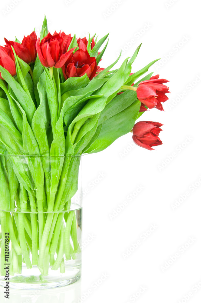 Tulips in the vase isolated on white background Tulips in the vase isolated on white background