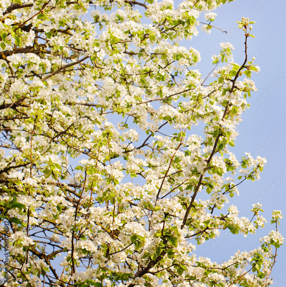 apple blossoms in spring