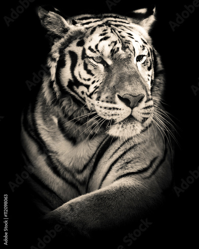 tiger black and white portrait 