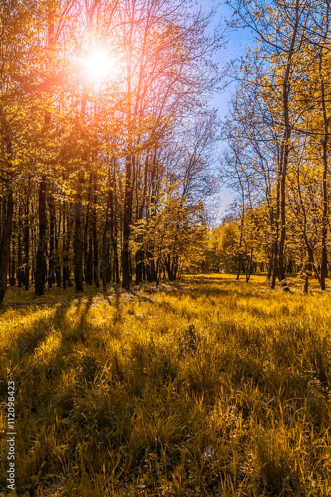 Obraz premium majestic sunset in the Autumnal Park. Autumn Trees and Leaves. color in nature