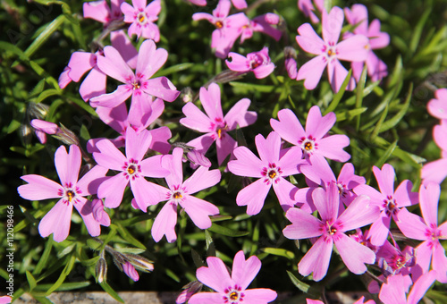 Bunch of beautiful blooming mountain phloxes in spring