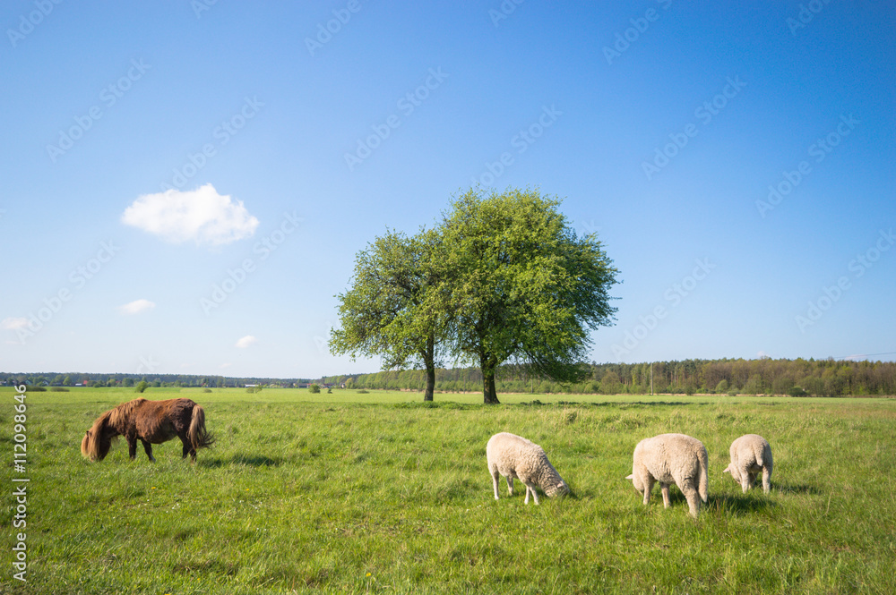 horse horse