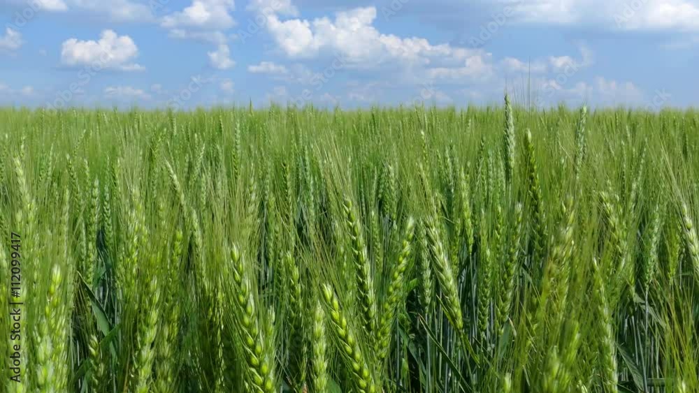Green wheat dancing in the wind on a beautiful sunny day Green wheat dancing in the wind on a beautiful sunny day