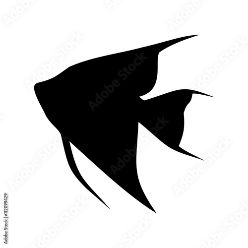fish angelfish