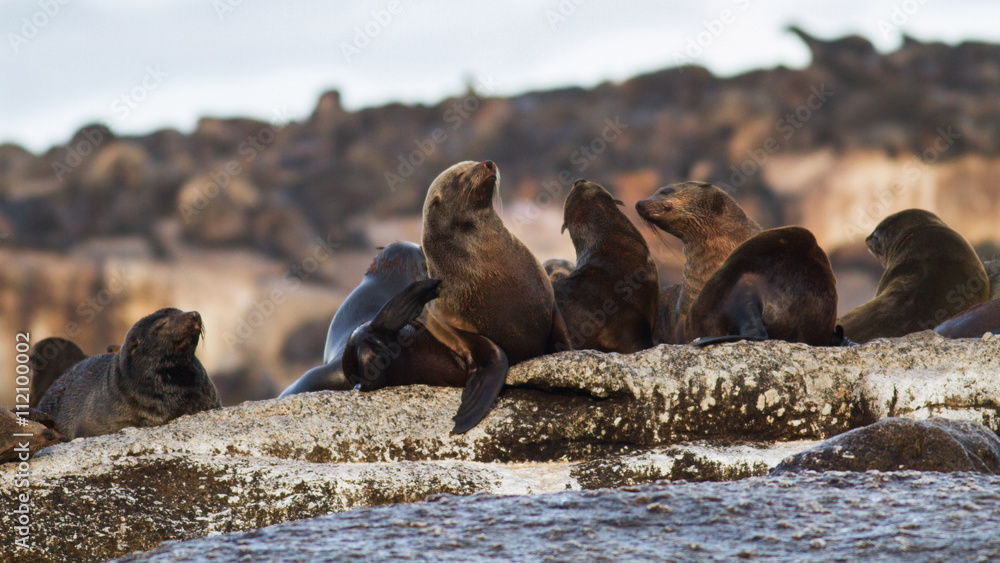 Obraz premium Brown fur seal colony (Arctocephalus pusillus), Seal island, Cape Town, South Africa