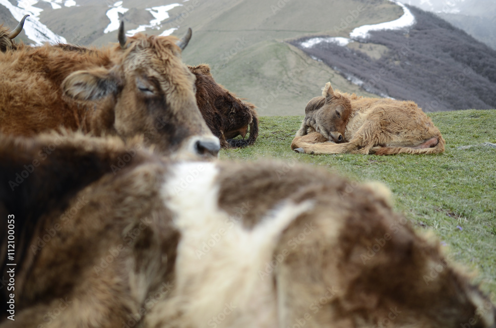 Fototapeta premium Calf lying in the meadow among the cows