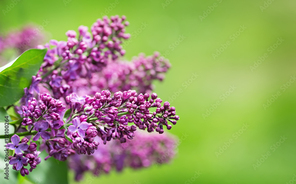 branches of lilac branches of lilac