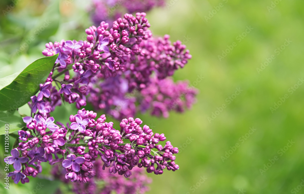 branches of lilac branches of lilac
