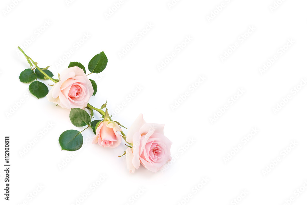 Fototapeta premium Rosen