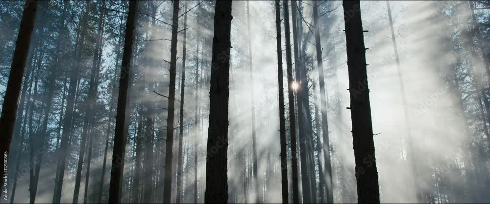 misty foggy forest during morning dawn misty foggy forest during morning dawn