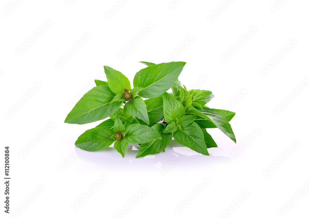 Sweet Basil on white background Sweet Basil on white background