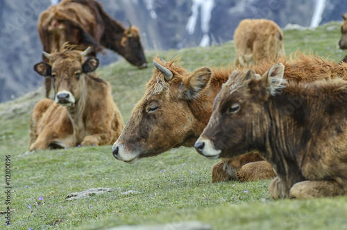 cows lying on the meadow