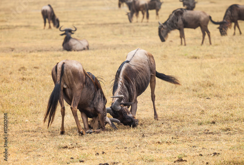 wildebeest fight