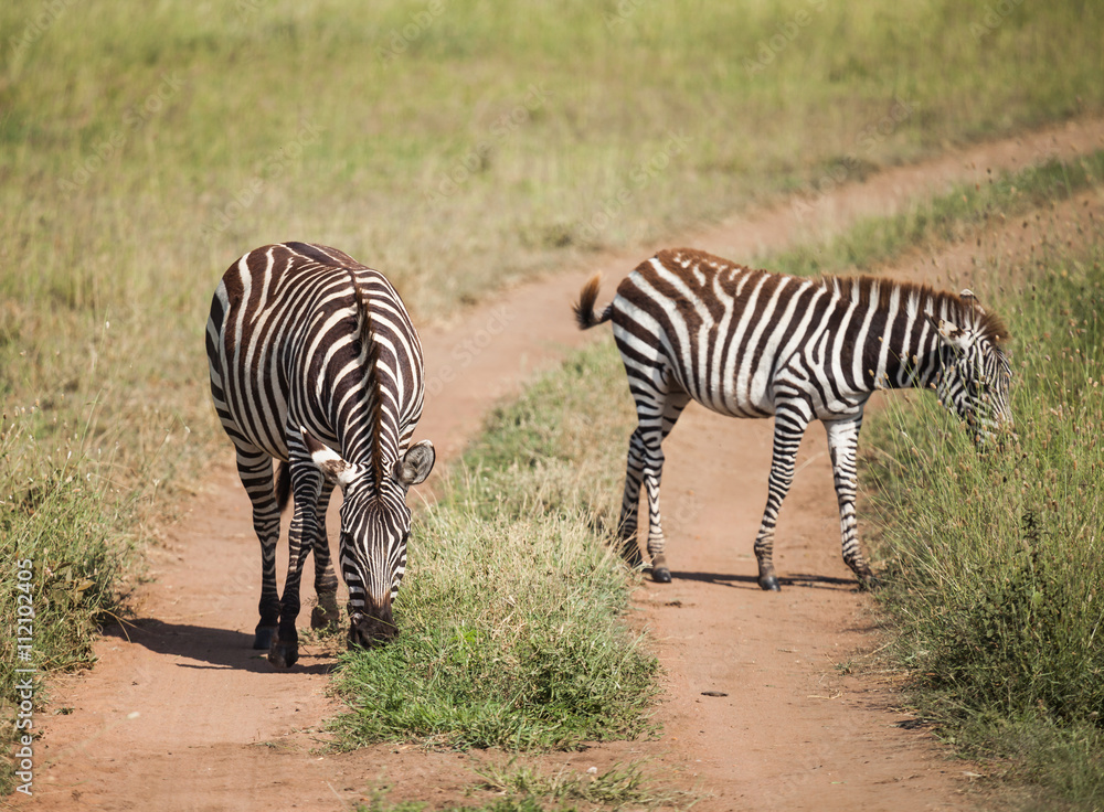 Obraz premium zebra