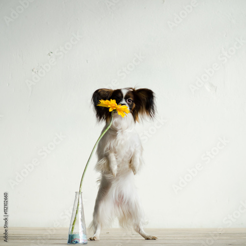 Dog sniffs flower