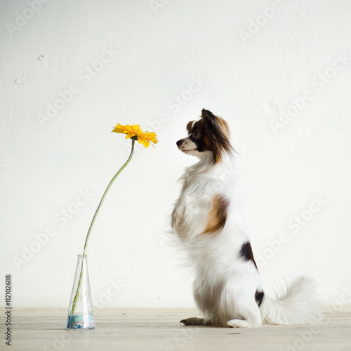 Dog is watching on flower