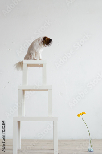 Fotografia Dog on a tables