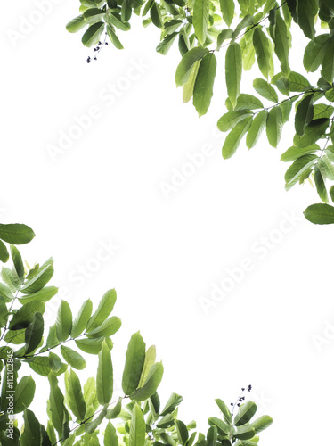 green leaf frame on white background isolate