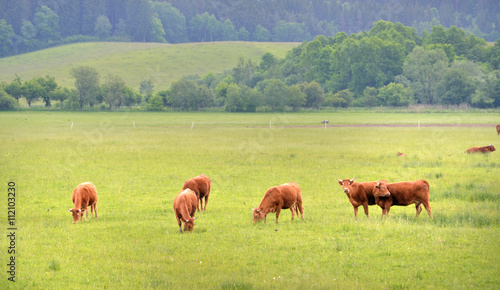 Herd of brown cows on green summer pasture